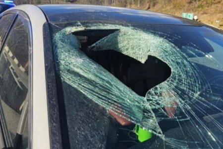 ハクトウワシがネコを落とし、走行中の車のフロントガラスに衝突