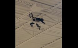 逃亡したサルが店の天井にぶら下がる、客たちもびっくり【動画】