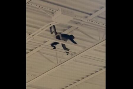 逃亡したサルが店の天井にぶら下がる、客たちもびっくり【動画】