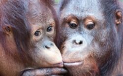 ネアンデルタール人とホモ・サピエンスが、キスをしていた可能性