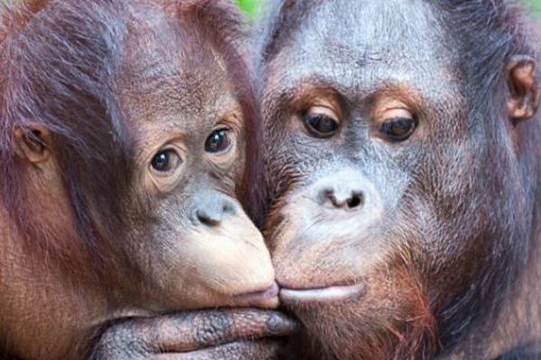 ネアンデルタール人とホモ・サピエンスが、キスをしていた可能性