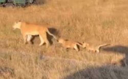 ライオンの子供がメスの尻尾を咥えて移動、可愛らしい様子を撮影