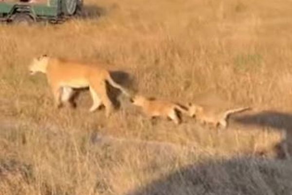 ライオンの子供がメスの尻尾を咥えて移動、可愛らしい様子を撮影