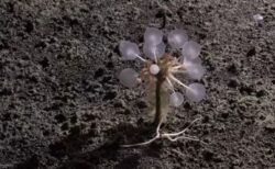 南極海の探査で、海洋生物学者が30種の新種を発見