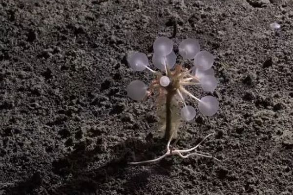 南極海の探査で、海洋生物学者が30種の新種を発見