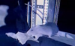 【動画】都市の新たな脅威か？ドブネズミがコウモリを捕食