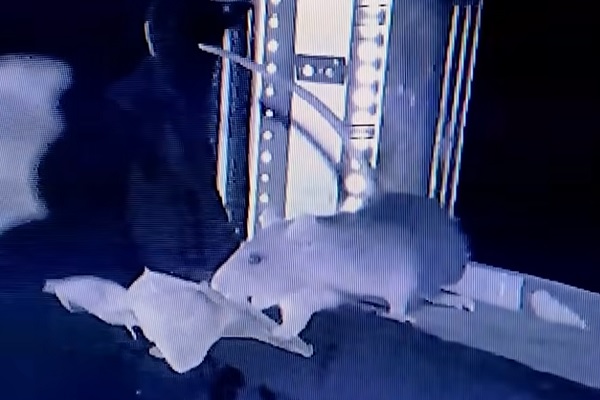 【動画】都市の新たな脅威か？ドブネズミがコウモリを捕食