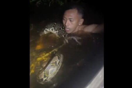 大蛇がツアーガイドを水に引き込み、締め付ける動画が怖い【動画】