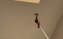 室内に閉じ込められたハチドリ、住民が機転を利かせて外へ誘導【動画】