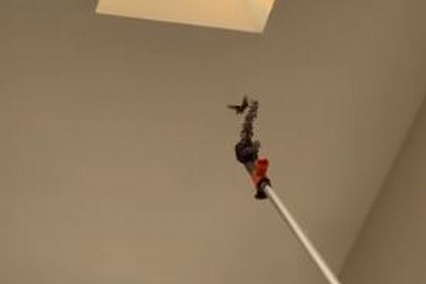 室内に閉じ込められたハチドリ、住民が機転を利かせて外へ誘導【動画】