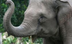 インドネシアで8歳の少女がゾウに踏まれて死亡、頭蓋骨を骨折