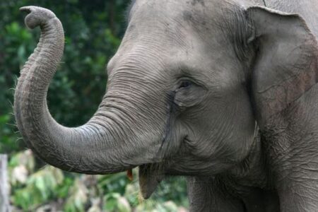 インドネシアで8歳の少女がゾウに踏まれて死亡、頭蓋骨を骨折