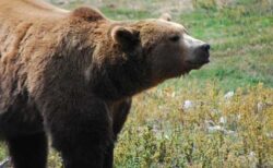 カナダでグリズリーが子供たちや教師を襲撃、11人が負傷