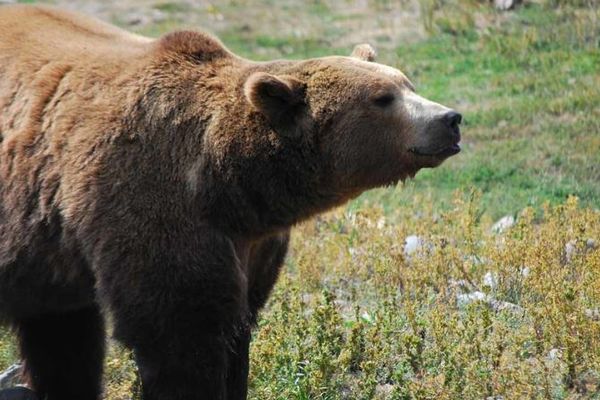 カナダでグリズリーが子供たちや教師を襲撃、11人が負傷