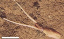 深海の海底で逆さまに埋まるイカ、科学者が珍しい行動を目撃