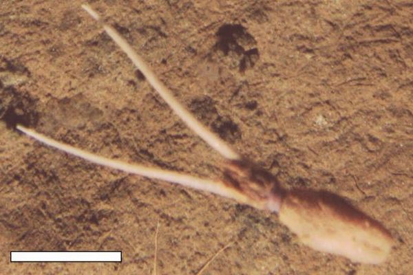 深海の海底で逆さまに埋まるイカ、科学者が珍しい行動を目撃