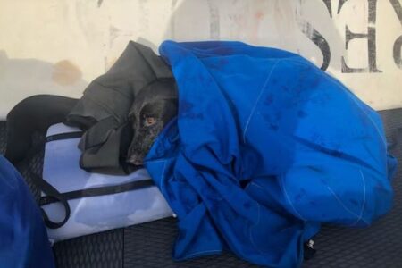 離岸流で海に流されたワンコ、「AirTag」のおかげで奇跡的に救助される