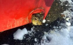 NY州でゴミ箱に挟まっていたリス、消防隊員らに救出される