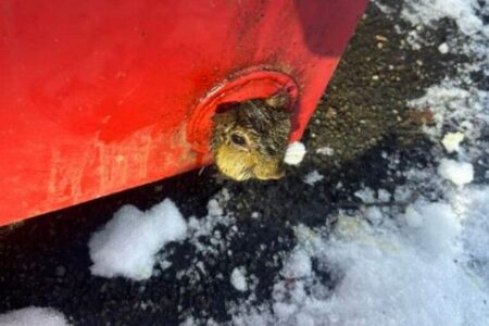 NY州でゴミ箱に挟まっていたリス、消防隊員らに救出される