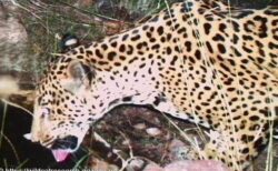 米・アリゾナ州で野生のジャガーを確認、国境を越えてきた可能性