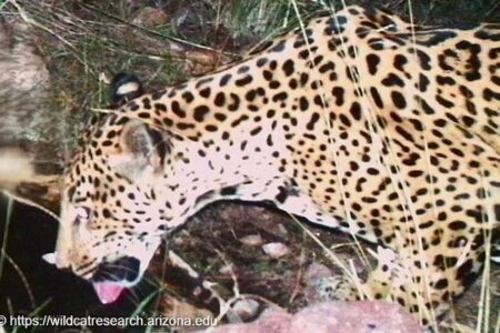 米・アリゾナ州で野生のジャガーを確認、国境を越えてきた可能性