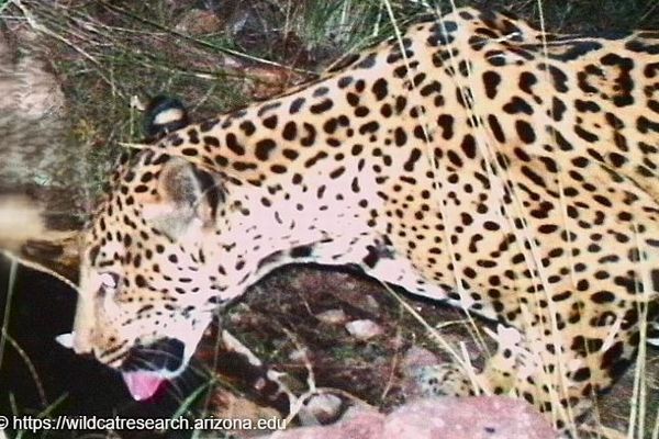 米・アリゾナ州で野生のジャガーを確認、国境を越えてきた可能性