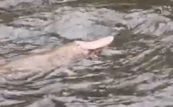 オーストラリアで釣り人が、珍しいピンク色のカモノハシを目撃【動画】