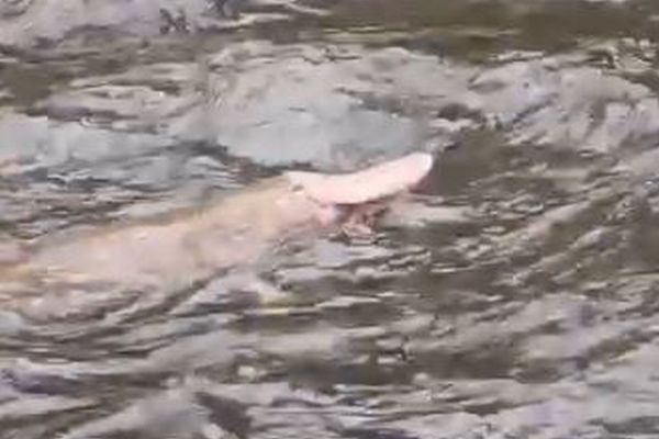 オーストラリアで釣り人が、珍しいピンク色のカモノハシを目撃【動画】