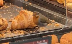 スーパーのパン売り場で、コマドリがクロワッサンを食べる姿を目撃
