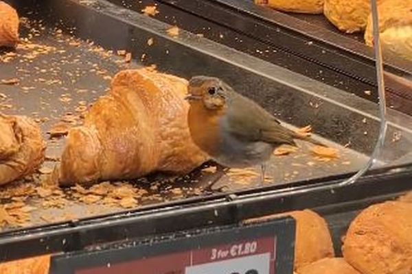 スーパーのパン売り場で、コマドリがクロワッサンを食べる姿を目撃