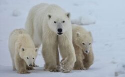 ホッキョクグマの母親が別の子供を養子に迎える、非常に稀な行動を目撃