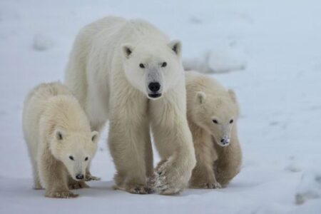 ホッキョクグマの母親が別の子供を養子に迎える、非常に稀な行動を目撃