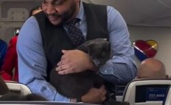 ニャンコが機内で迷子！客室乗務員が抱きかかえ、飼い主を探す【動画】