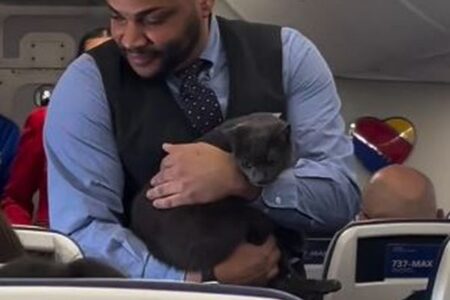 ニャンコが機内で迷子！客室乗務員が抱きかかえ、飼い主を探す【動画】