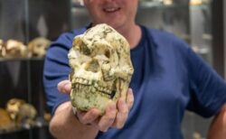 南アで発見されたヒト科の化石、新たな人類の祖先である可能性