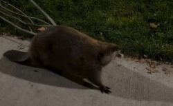 大きな木をせっせと運ぶビーバー、人々の前で一生懸命働く【動画】