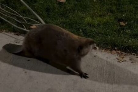 大きな木をせっせと運ぶビーバー、人々の前で一生懸命働く【動画】