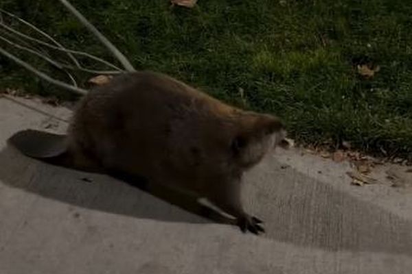 大きな木をせっせと運ぶビーバー、人々の前で一生懸命働く【動画】