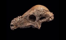 「パキケファロサウルス」のほぼ完全な頭蓋骨、米博物館で展示