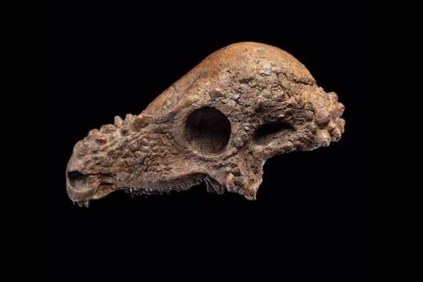 「パキケファロサウルス」のほぼ完全な頭蓋骨、米博物館で展示