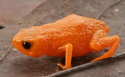 ブラジルの森林で、オレンジ色をした、小さなカエルの新種を発見