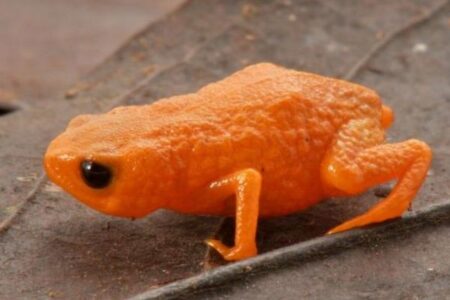ブラジルの森林で、オレンジ色をした、小さなカエルの新種を発見