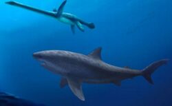 1億1500万年前にオーストラリアの海で、巨大なサメが泳いでいた可能性
