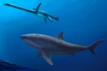 1億1500万年前にオーストラリアの海で、巨大なサメが泳いでいた可能性