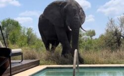南アフリカのロッジの前に巨大なゾウが出現、宿泊者も驚愕【動画】