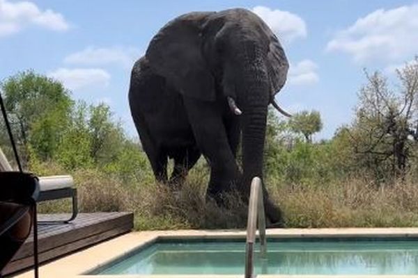南アフリカのロッジの前に巨大なゾウが出現、宿泊者も驚愕【動画】