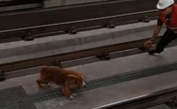 エクアドルの地下鉄にワンコ、24時間逃げ続け、駅員が懸命に追跡
