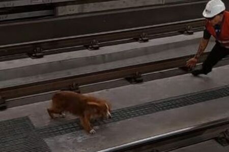 エクアドルの地下鉄にワンコ、24時間逃げ続け、駅員が懸命に追跡