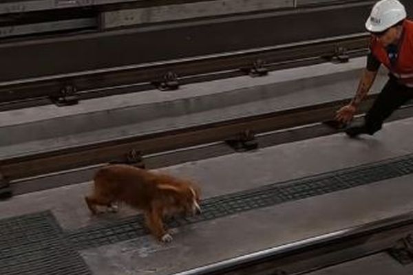 エクアドルの地下鉄にワンコ、24時間逃げ続け、駅員が懸命に追跡