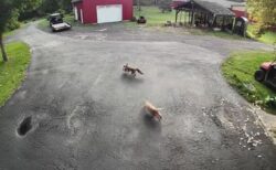 農場で暮らす勇敢なネコ、ニワトリを奪おうとするキツネを撃退